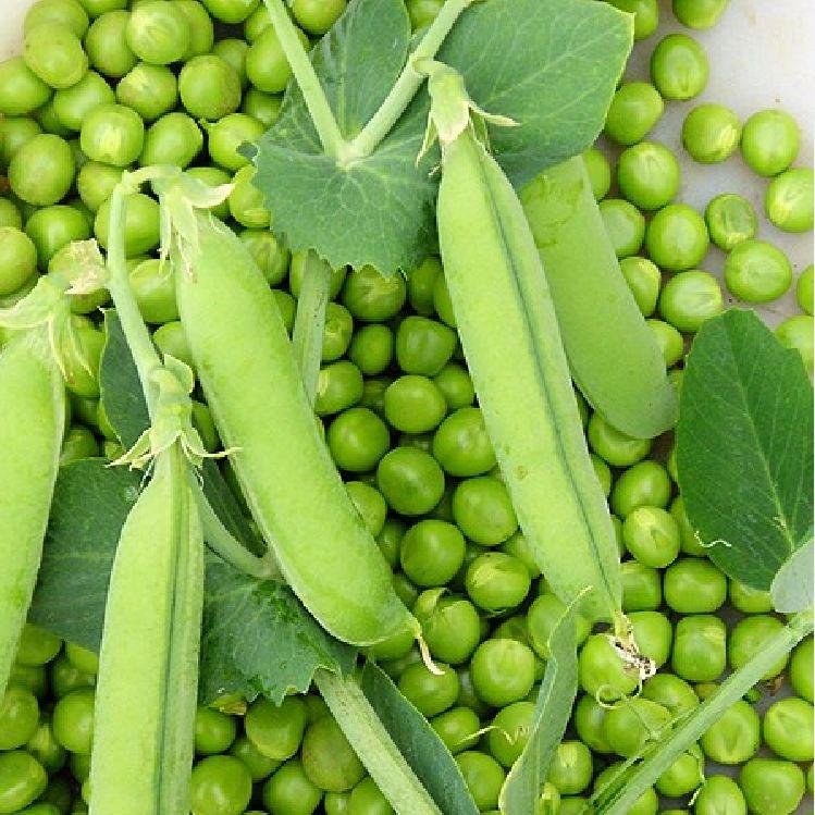 Hạt giống đậu hà lan xanh - 1 gói 50gram