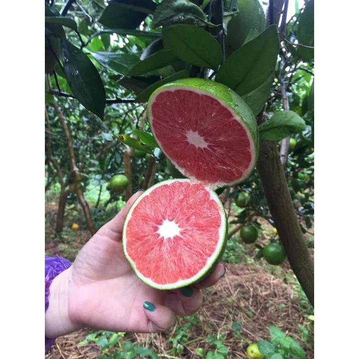 CÂY Giống Cam Cara Ruột Đỏ không hạt Nhật Bản.