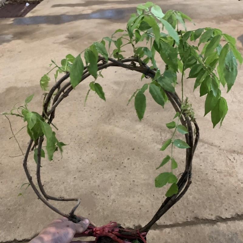 Cây hoa tử đằng dây leo dài 1,5m, mang sắc tím mộng mơ và hương thơm mát dễ chịu, cây hoa leo giàn tạo bóng mát