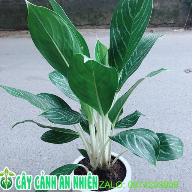 Chậu Cây Bạch Mã Hoàng Tử