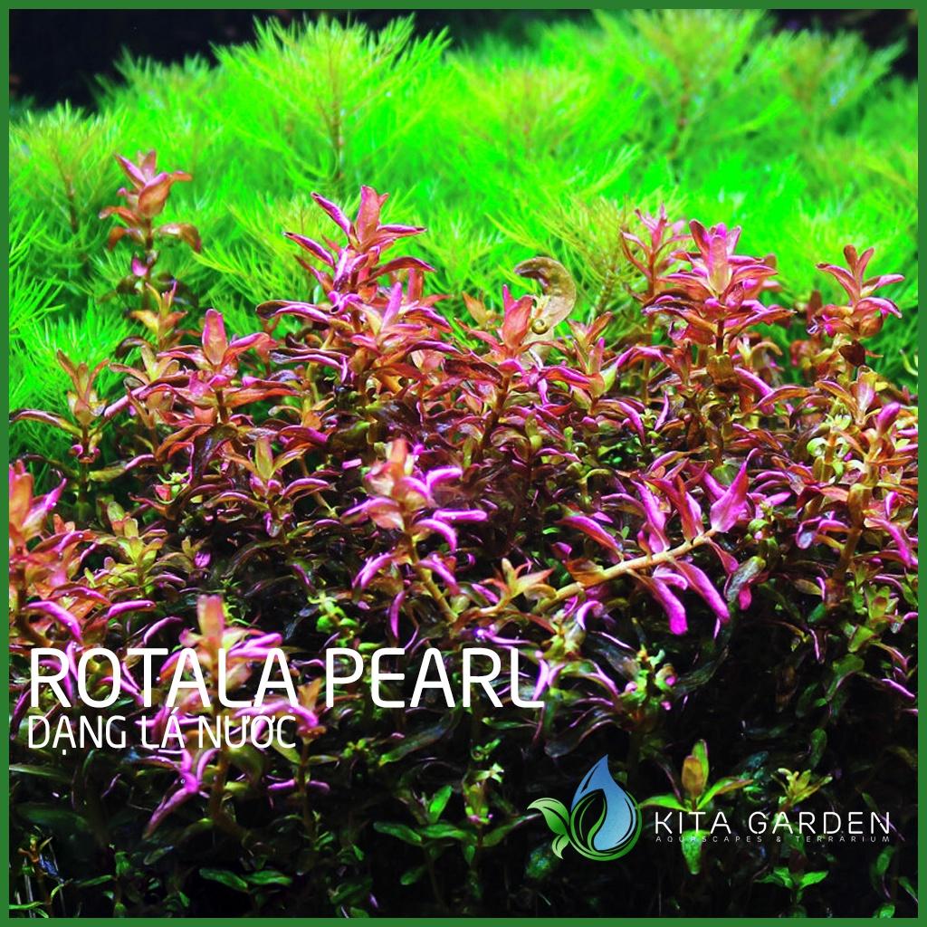 Cây thủy sinh vẩy ốc ngọc trai - Rotala pearl - Dễ Trồng - Cây Dạng Cạn
