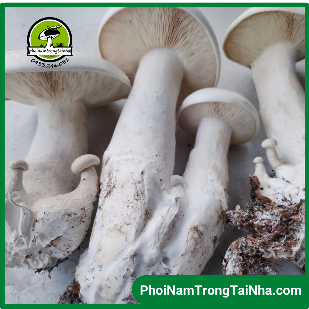 Combo 6 phôi nấm Milky trồng tại nhà