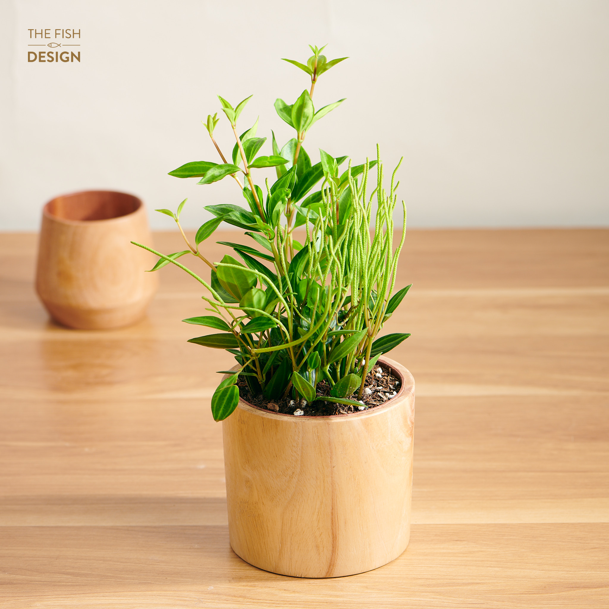 Chậu cây Bình An dáng rủ giúp gia chủ cầu tài, cầu phúc, bảo hộ gia trạch được bình an, người mệnh Mộc nên có một cây trong nhà | size M | The Fish Design