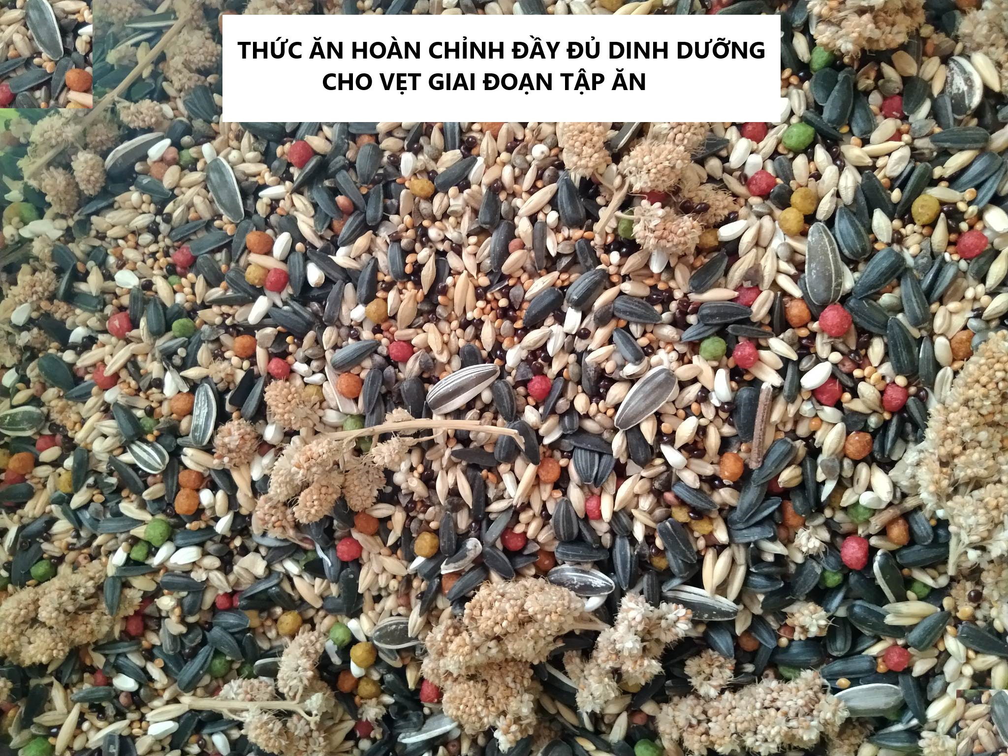 500G HỖN HỢP HẠT TRỘN ĐẦY ĐỦ CHẤT DINH DƯỠNG GIAI ĐOẠN TẬP ĂN CHO VẸT LB, PARROTLET, COCKATEIL...