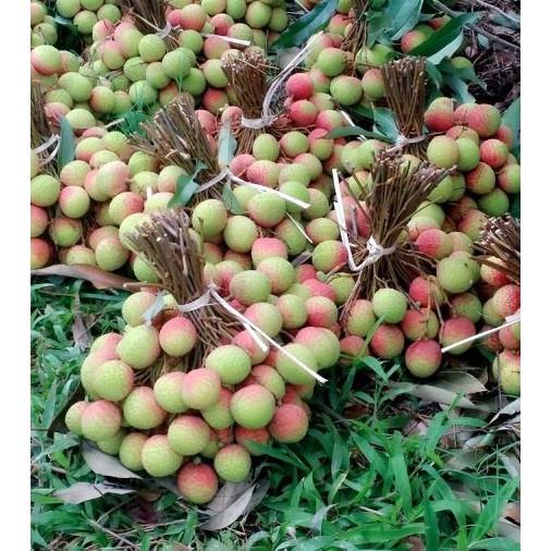 Cây giống Vải U Hồng BẦU TO, CÂY CHIẾT CAO HƠN 1M