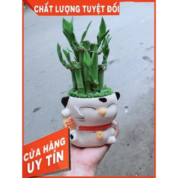 Chậu Trúc Phát Tài Mèo May Mắn