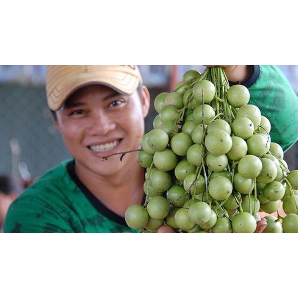 CÂY GIỐNG DÂU DA XANH quả tròn siêu năng suất ( SIÊU TRÁI, .