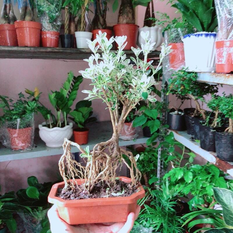 Cây Bonsai