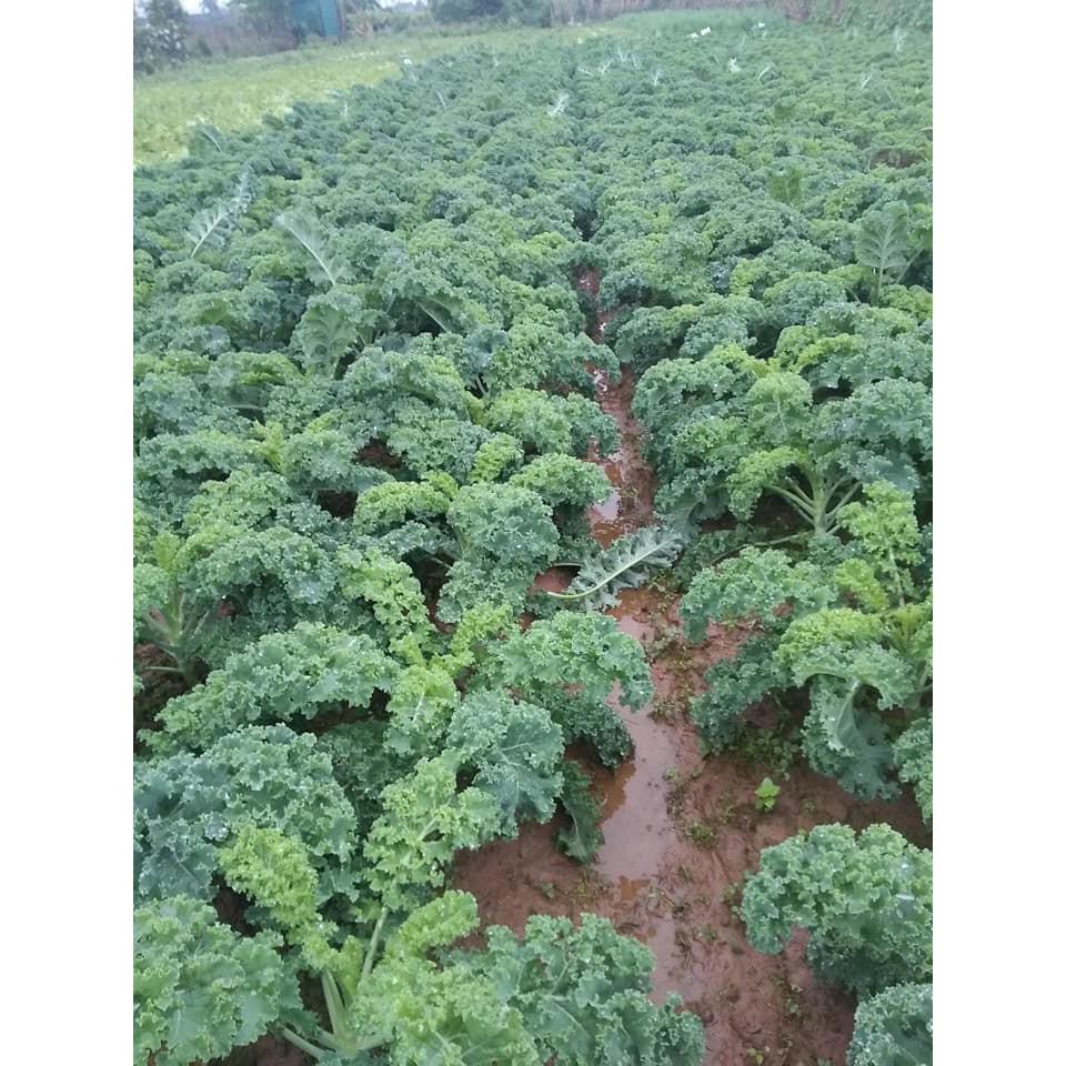 Cải Xoăn Kale Mỹ Khổng Lồ 300 hạt