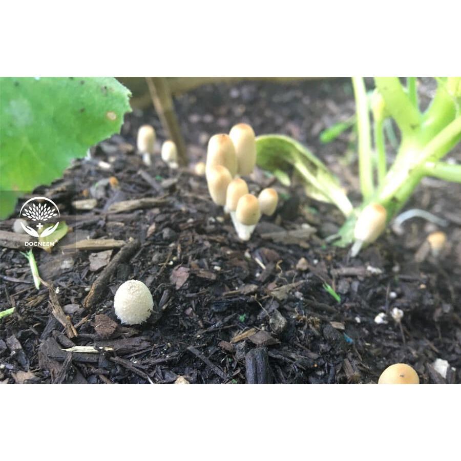 Chế phẩm vi sinh chứa nấm đối kháng trichoderma chống thối rễ, tạo mùn đất, phân hủy hữu cơ - túi 100g