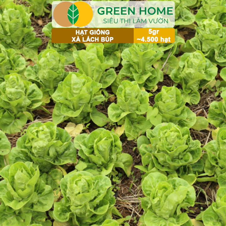Hạt Giống Xà Lách Búp Greenhome, Gói 5gr~4500 hạt, Dễ Trồng Quanh Năm, Thu Hoạch Nhanh, Năng Suất Cao R20