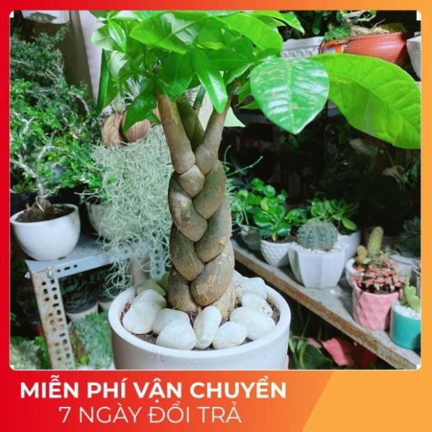 Chậu Kim Ngân 3 Thân Thắt Bính