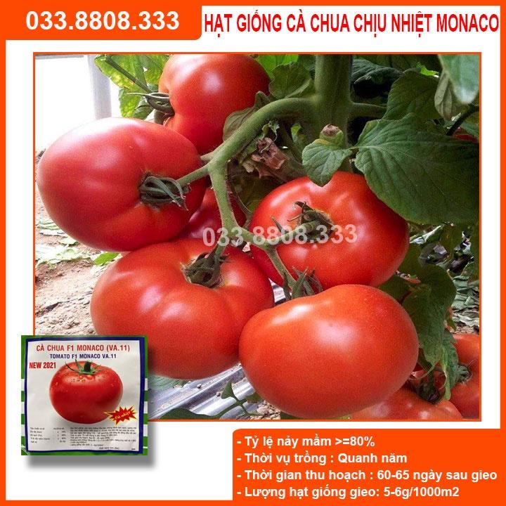 Hạt giống Cà chua Monaco F1 chịu nhiệt – 5gram - Qủa to năng suất cao