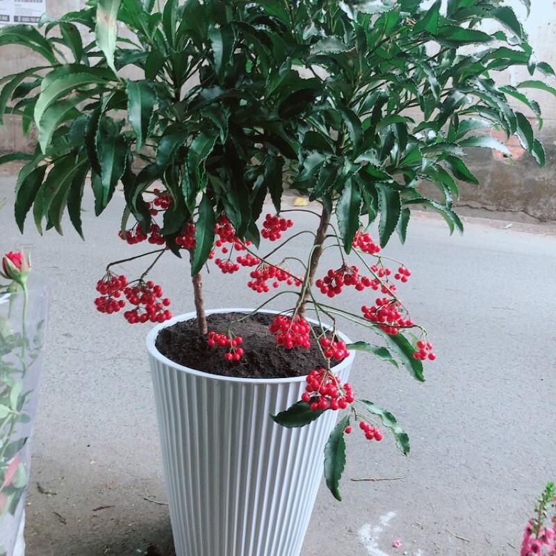 Chậu Kim Ngân Lượng