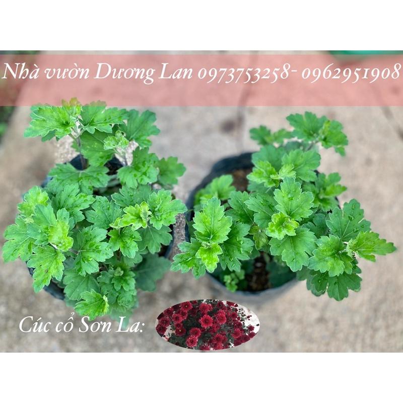 Hoa cúc cổ đỏ sơn la - bịch 3 cây giống to đẹp -Hoa cúc thân gỗ trồng lâu năm