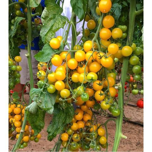 CÂY GIỐNG CÂY CÀ CHUA CHERRY VÀNG SIÊU QUẢ, SIÊU KINH TẾ, SIÊU TỐT CHO SỨC KHỎE - CGCCCRV