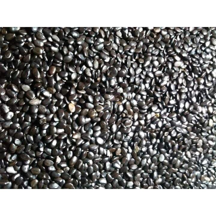 1 KG HẠT GIỐNG KEO LAI