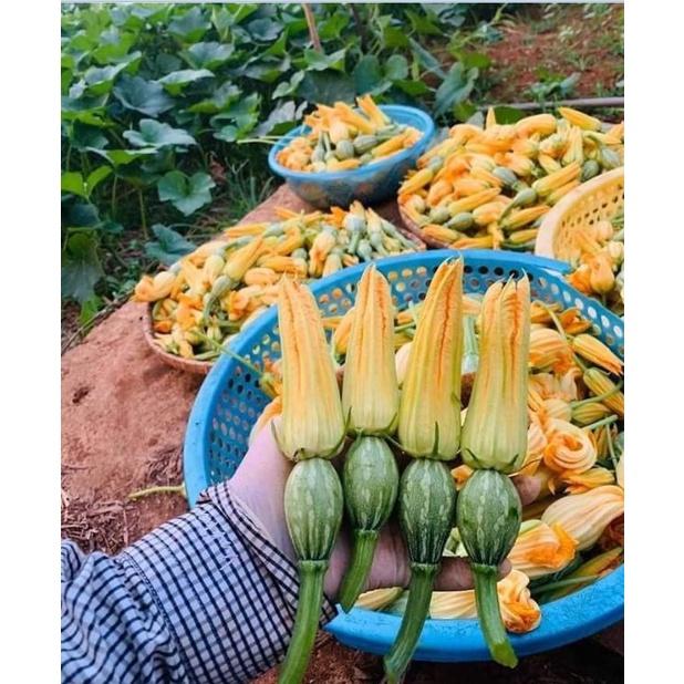 Hạt giống bí siêu nụ CT13 - Gói 10 hạt