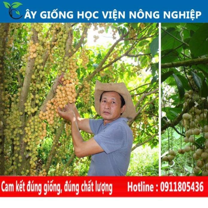 Sản phẩm Cây Ăn Trái cây ăn quả - cây dâu da thái năng suất cao