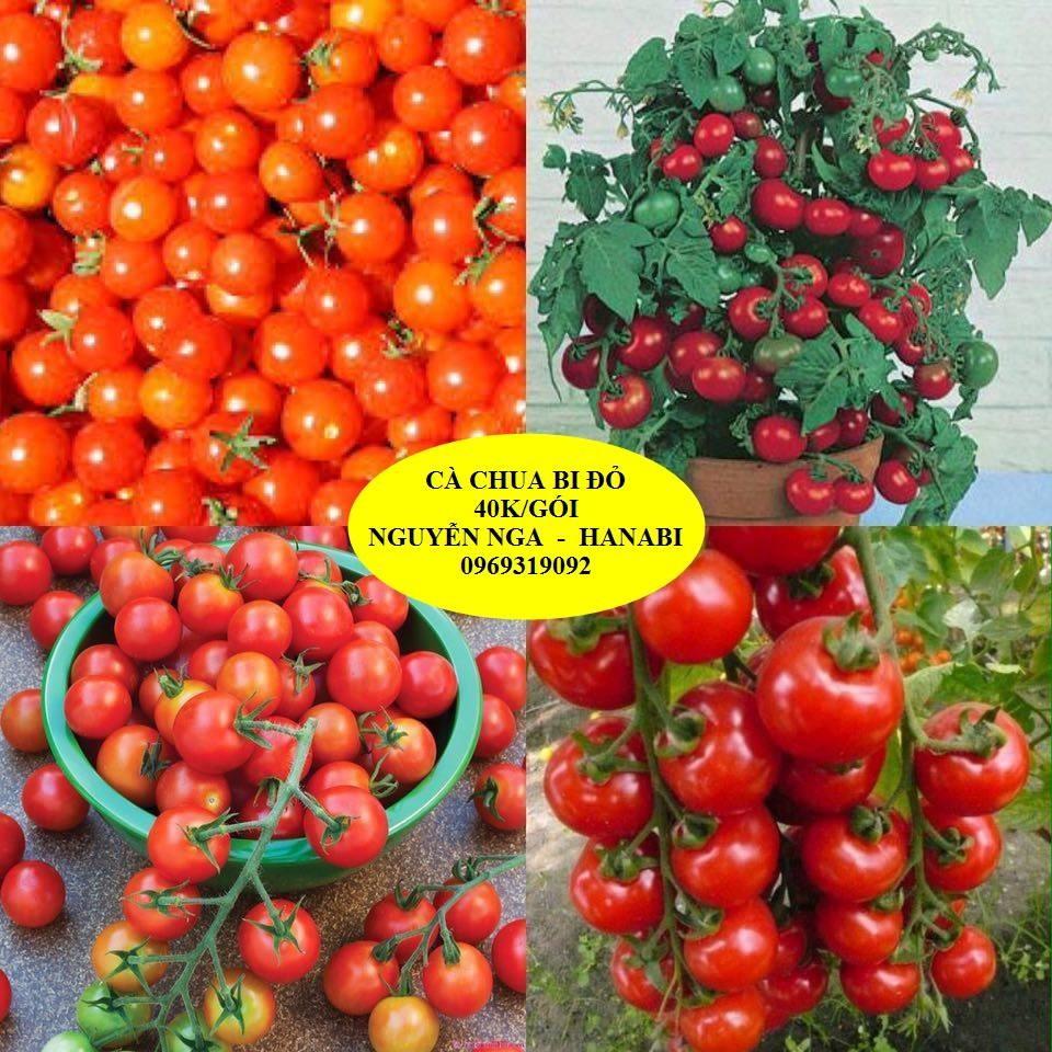 Hạt giống cà chua bi đỏ