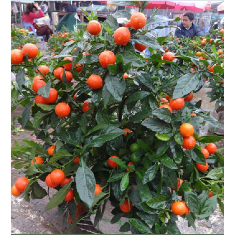 Hạt giống ớt kiểng quả tròn 30 hạt/gói