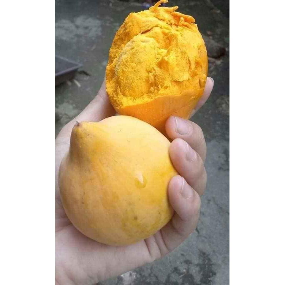 Cây lêkima thái .. 8 tháng cây cho trái