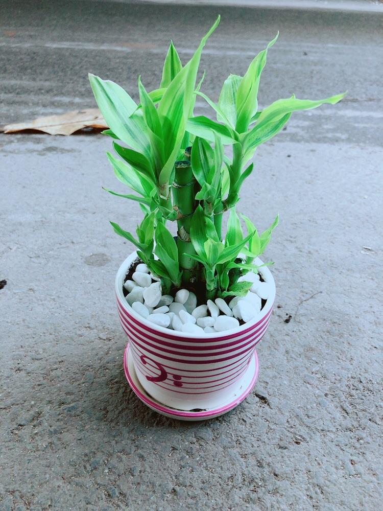 Chậu Cây Trúc Phát Tài