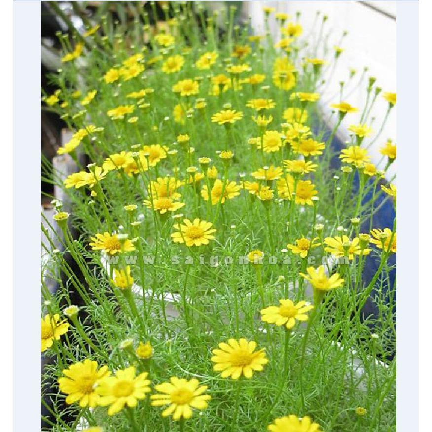 Hạt giống hoa cúc sao băng 50 hạt/gói