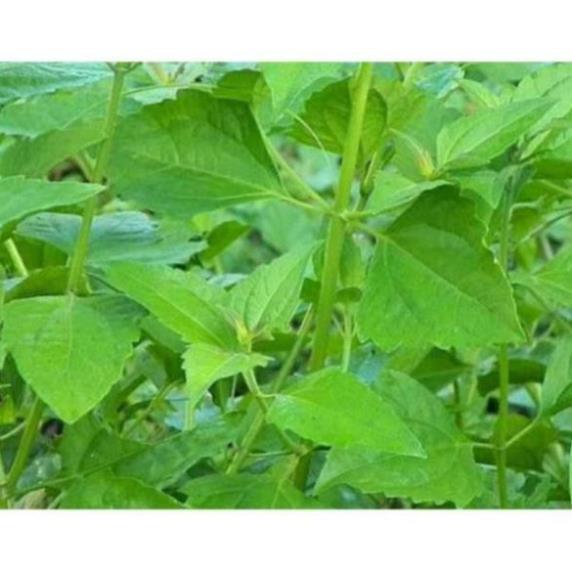 Combo 5 cây cộng sản cây cỏ lào cây Việt Minh làm giống
