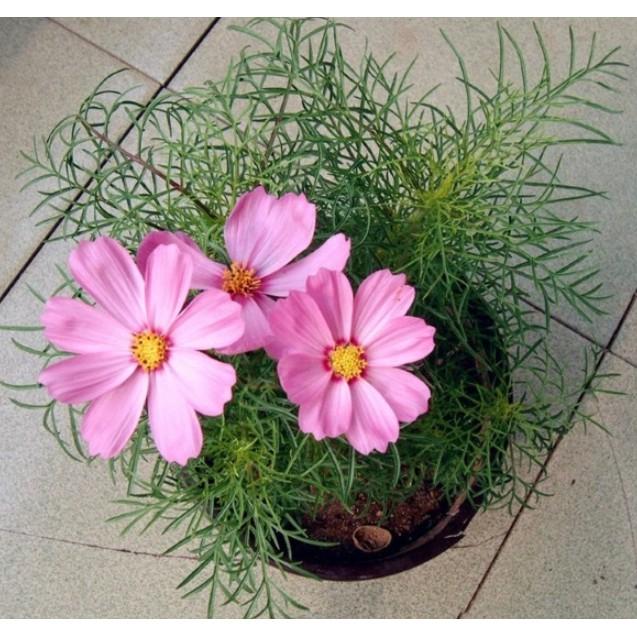 100hạt giống hoa sao nháy mix nhiều màu