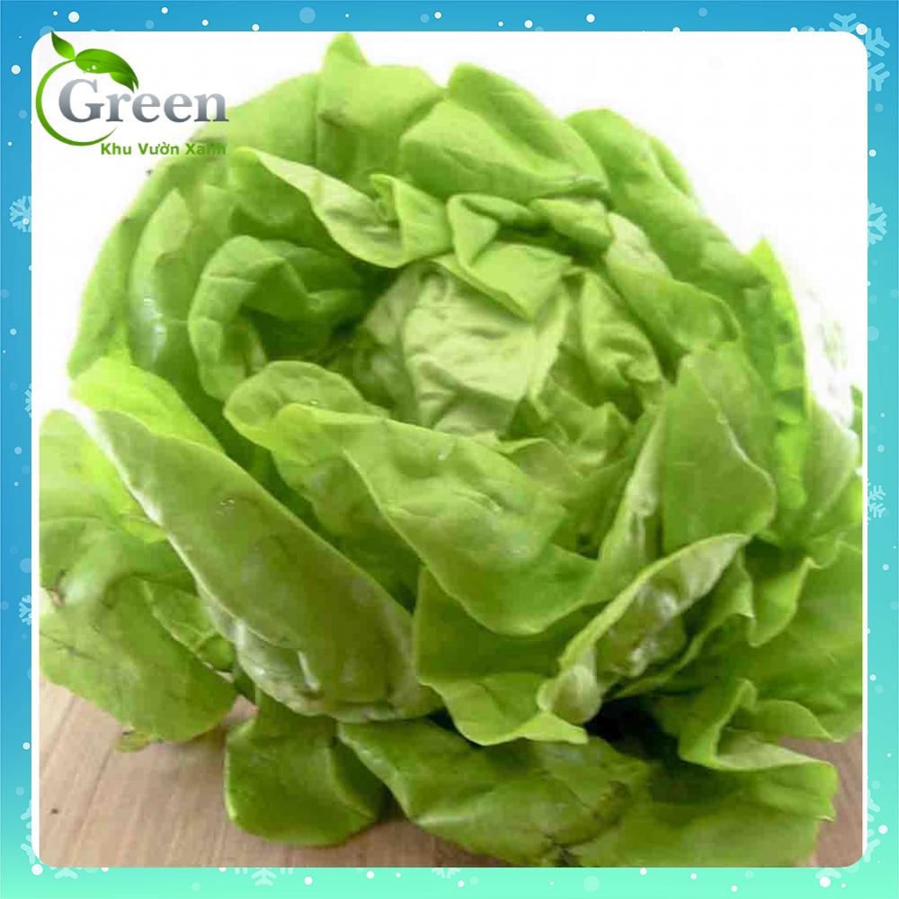Hạt Giống Xà Lách Búp Chịu Nhiệt