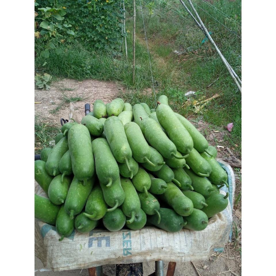 Hạt Giống bí đao chanh lai F1 - Agri Wax Gourd 999