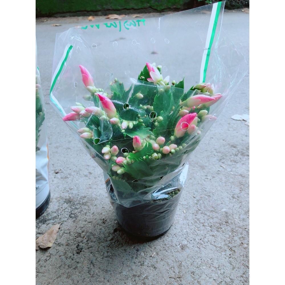 Bụi Hoa Quỳnh