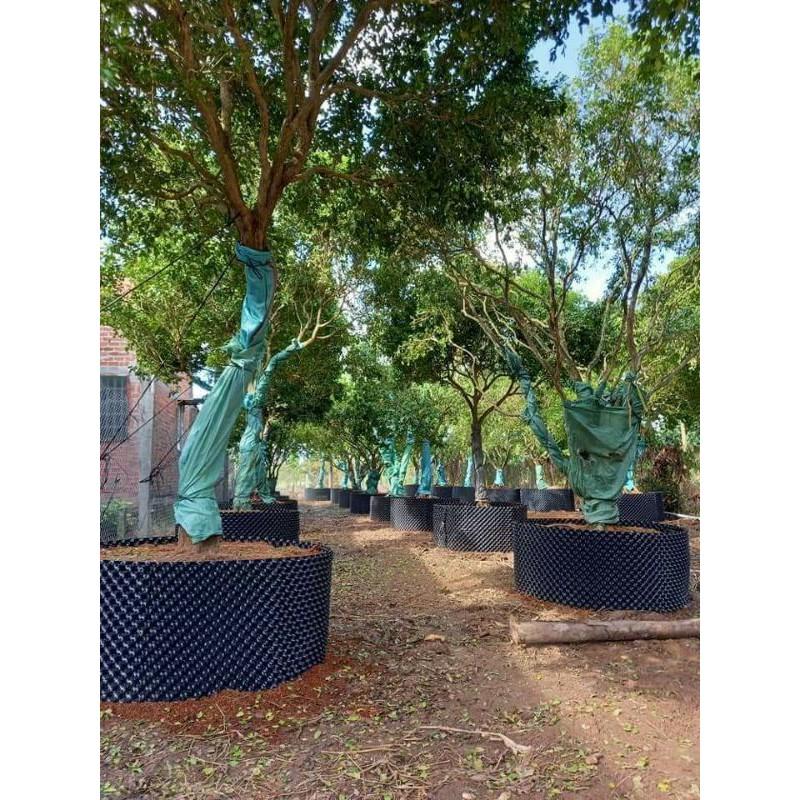 Bầu v6 50cm dài 50m dày 0.7mm