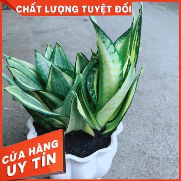 Chậu Lưỡi Hổ Thái