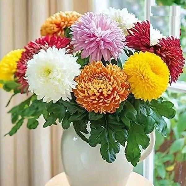 Hạt Giống Hoa Cúc Đại Đóa Cánh To Nhiều Màu CT477 - Gói 50 hạt