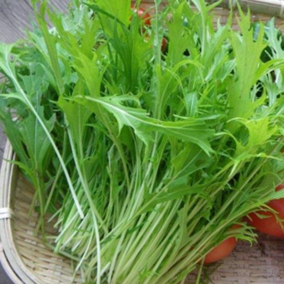 Hạt giống rau cải rau cải xanh nhật dể trồng f1- gói 10 gram-tặng kèm gói phân bón lót