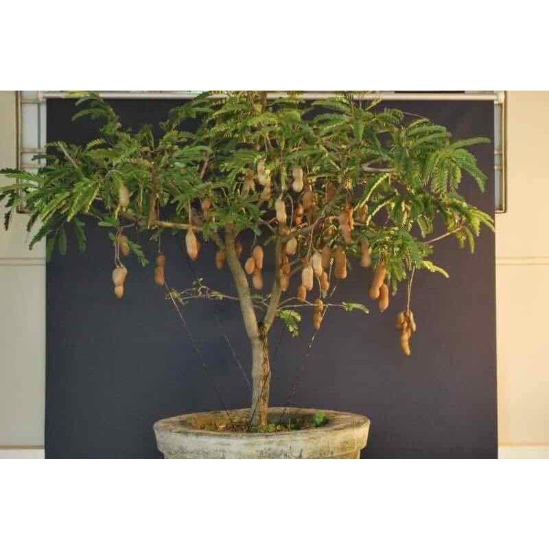Cây giống me thái