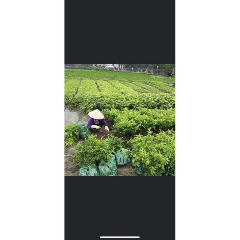 CÂY GIỐNG SƯA ĐỎ