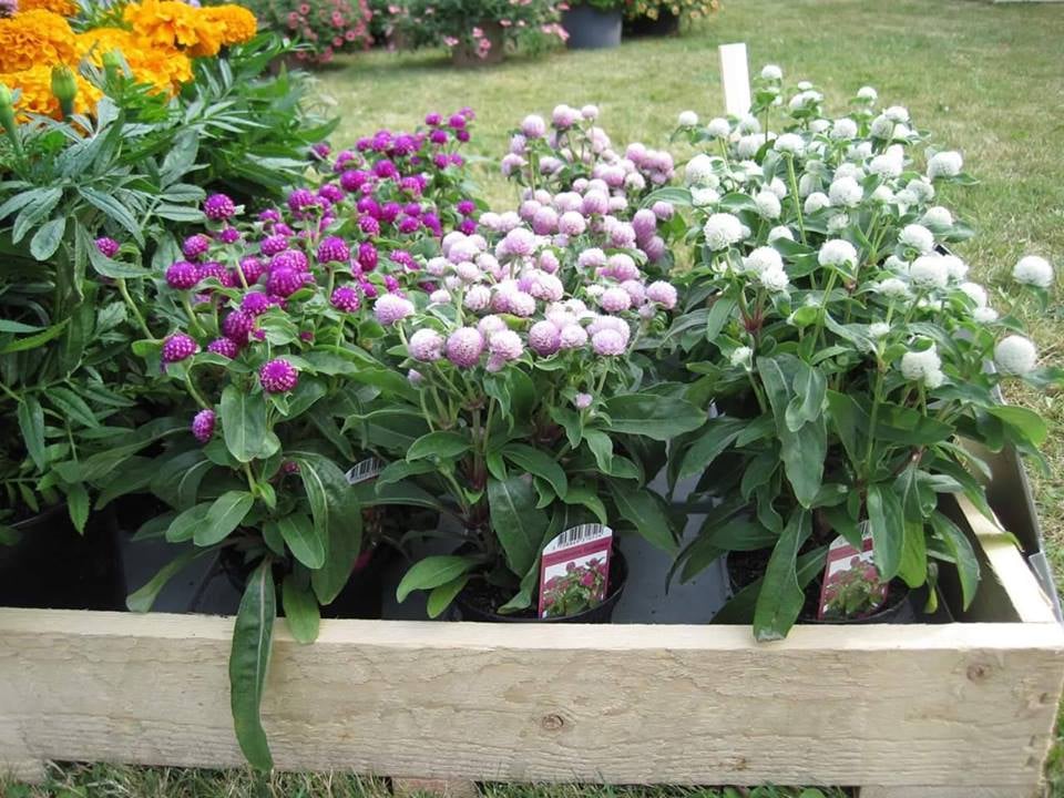 01 Gói Hạt Giống Hoa Cúc Bách Nhật Mix - Nảy Mầm Cực Chuẩn