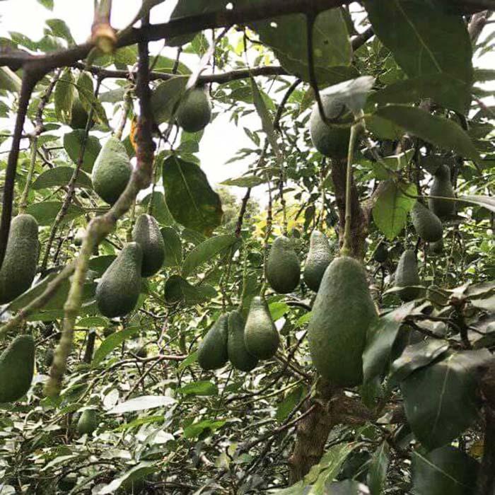 Giống Cây Bơ Fuerte