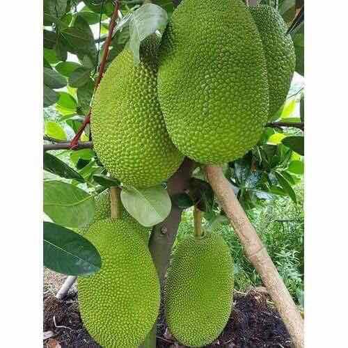 Cây giống mít thái siêu sớm