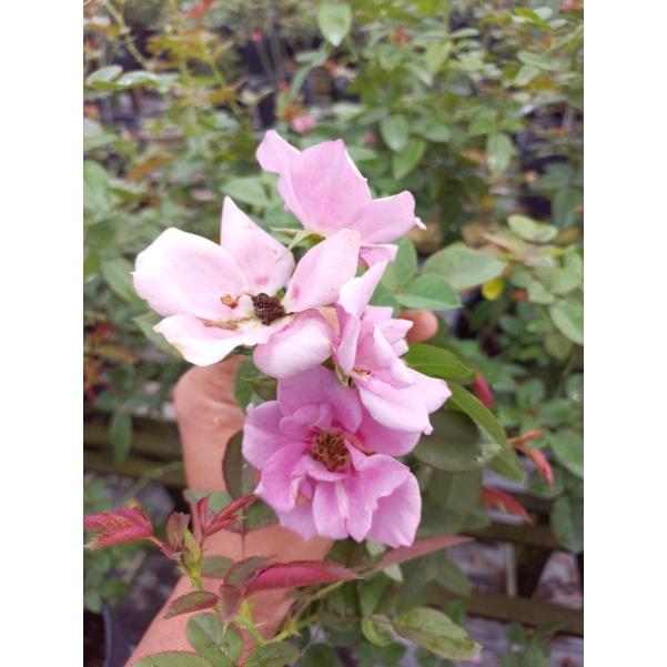 Hoa hồng hồng amethyst babylon, hồng ngoại, hồng bụi, thân lùn, nguyên bản