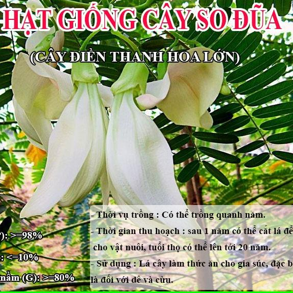 Hạt Giống Cây So Đũa – Điền Thanh Hoa Lớn - Giống Cỏ Chăn Nuôi