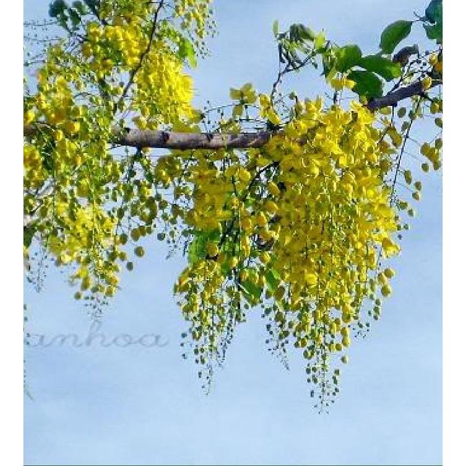 Hạt giống hoa muồng hoàng yến vàng KNS3490- Gói 20 hạt