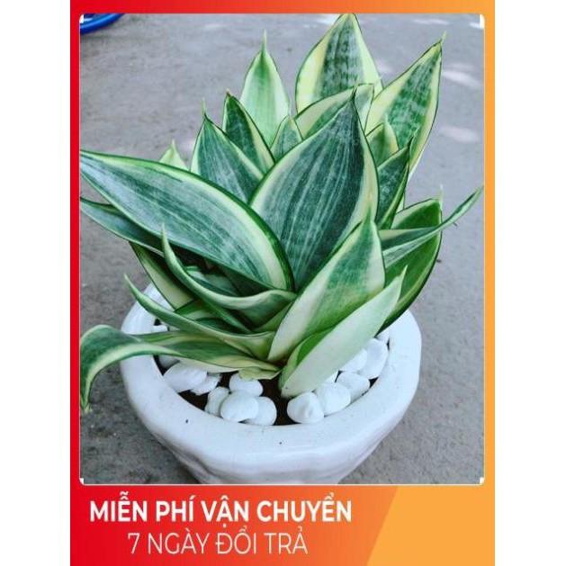 Chậu Lưỡi Hổ Thái Vàng