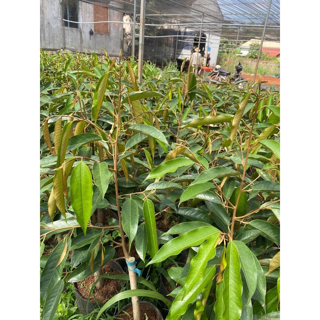 Cây giống Sầu Riêng Musang King - gốc GHÉP 2 NĂM