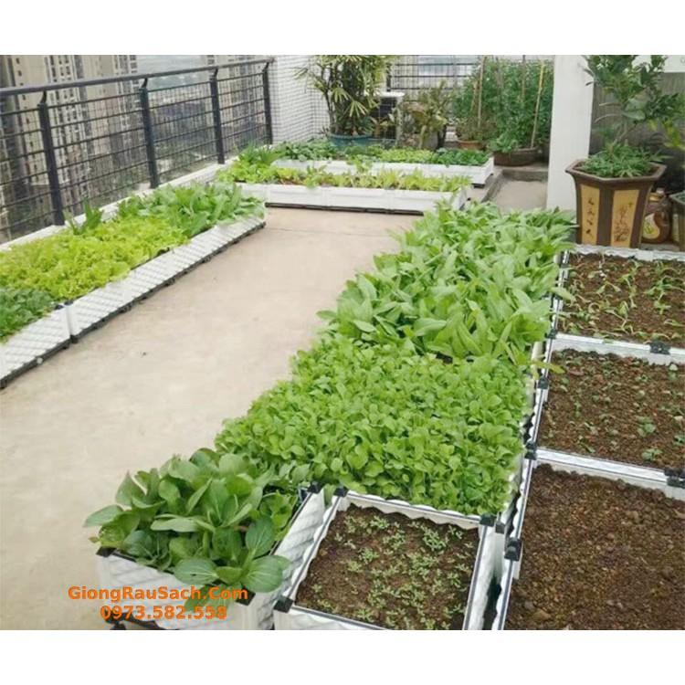 Luống Ghép Thông Minh Trồng Rau Sạch Tại Nhà 300x100x22cm