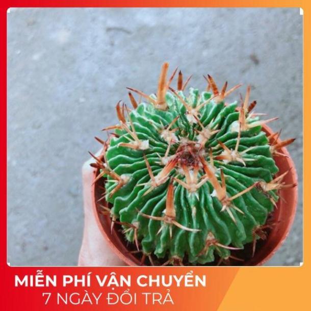 Xương Rồng Trúc Ngọc