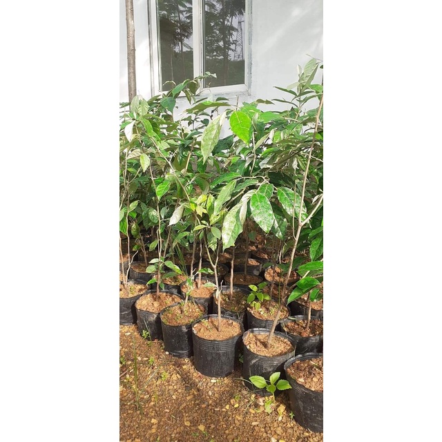 CÂY GIỐNG NHÓT NGỌT CHERRY RA TRÁI SIÊU SỚM